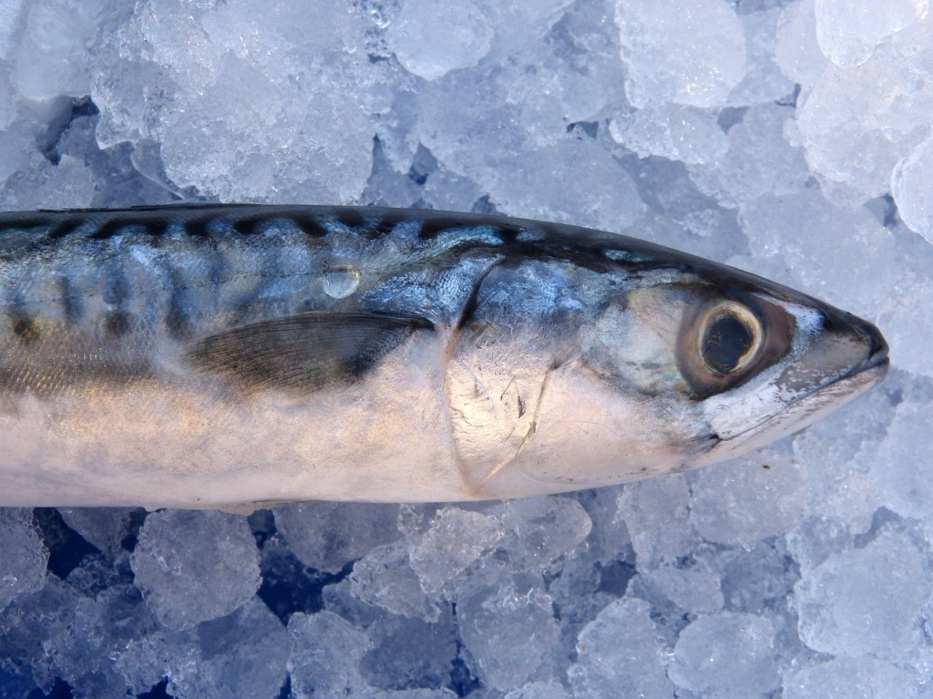 ปลาแมคเคอเรลบนน้ำแข็ง