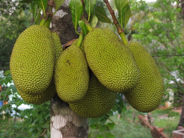 Jackfruit Growing on a Tree