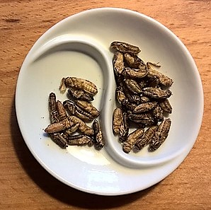 Edible Insects, A Healthy Alternative
