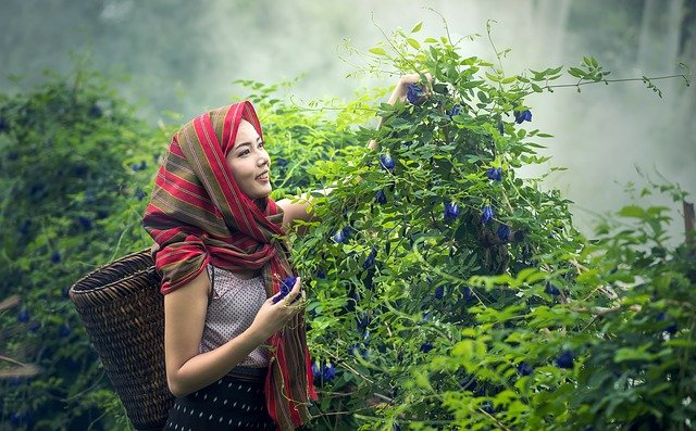 Mujer del sudeste asiático, cosechando verduras.  